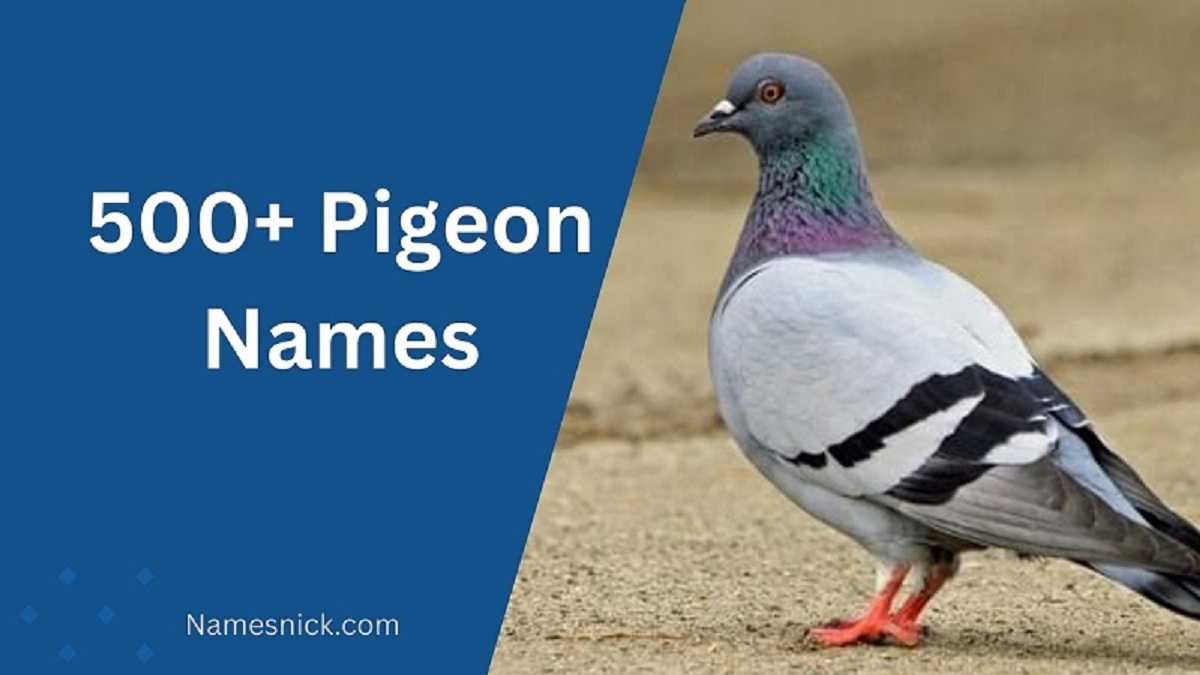 Pigeon Names
