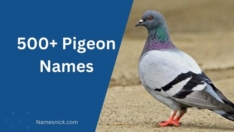 Pigeon Names