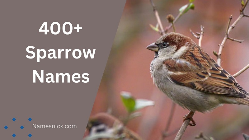 Sparrow Names