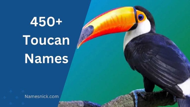 Toucan Names