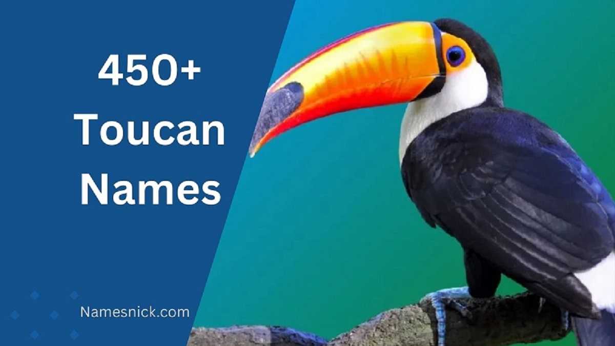 Toucan Names