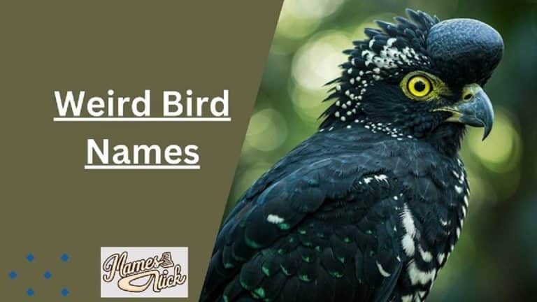 Weird Bird Names