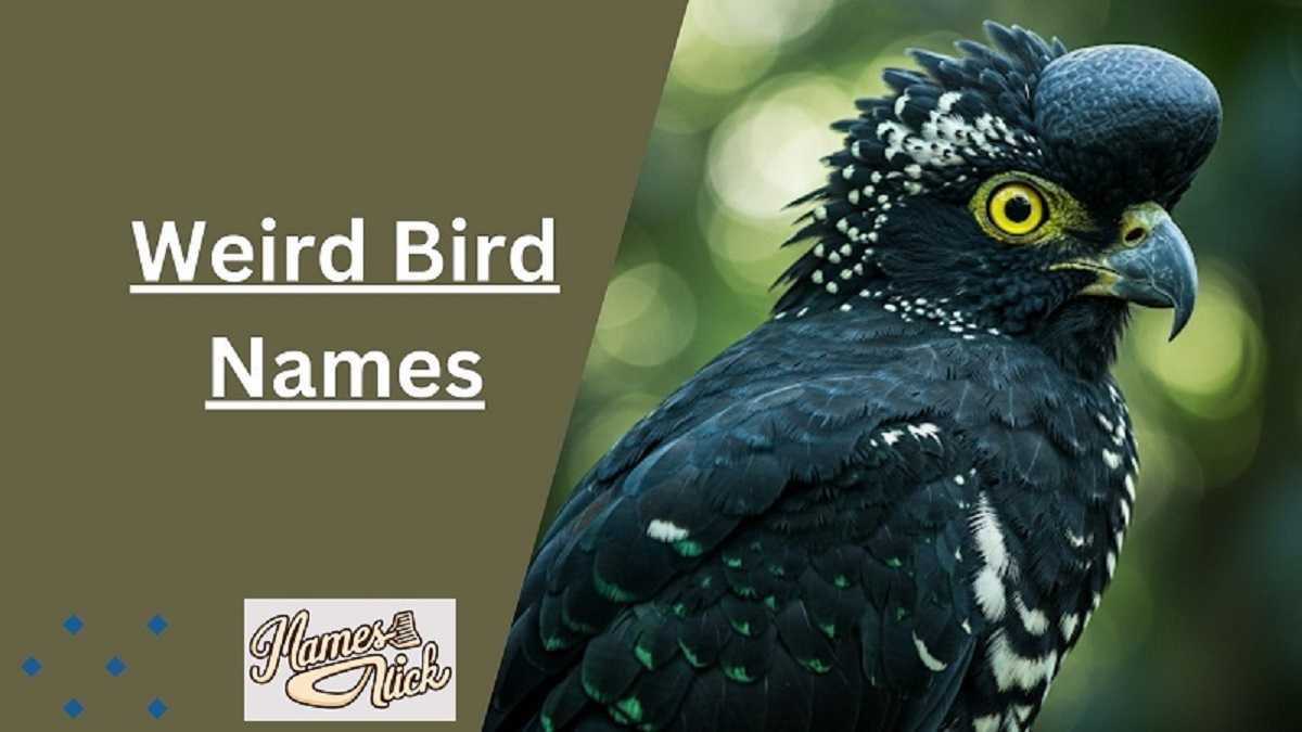 Weird Bird Names