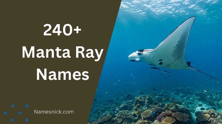 Cute Manta Ray Names