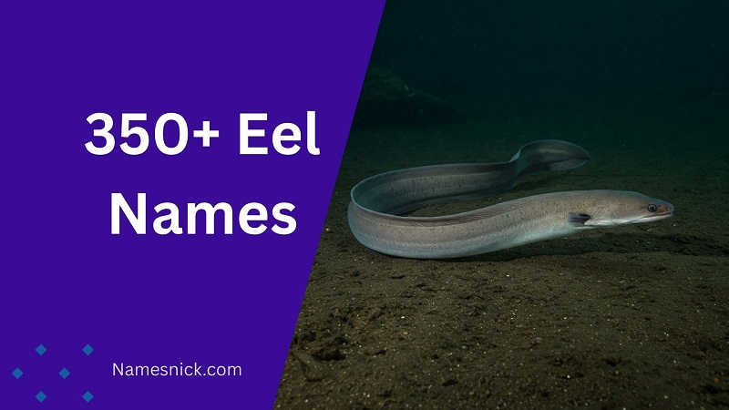 Eel Names