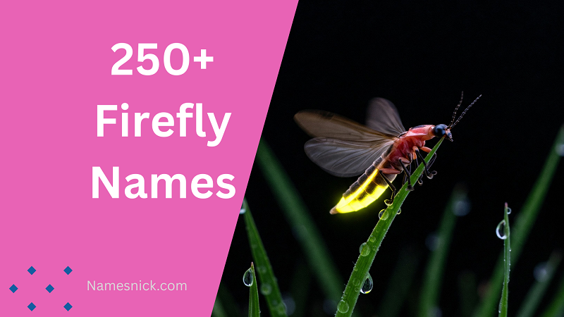 Firefly Names