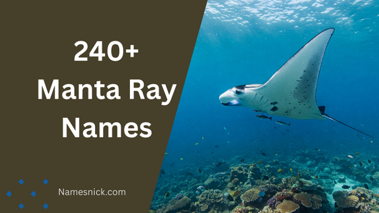 Manta Ray Names